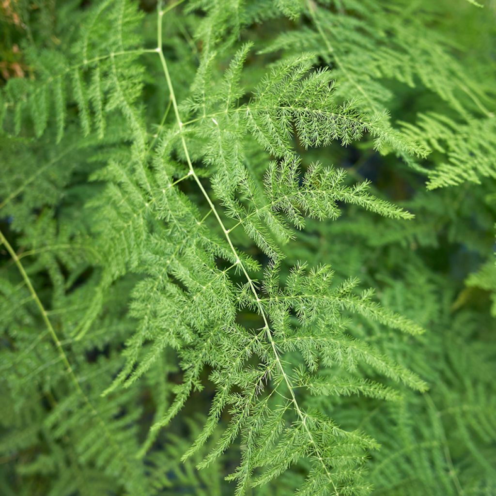 Asparagus plumosus - Fern asparagusumosa