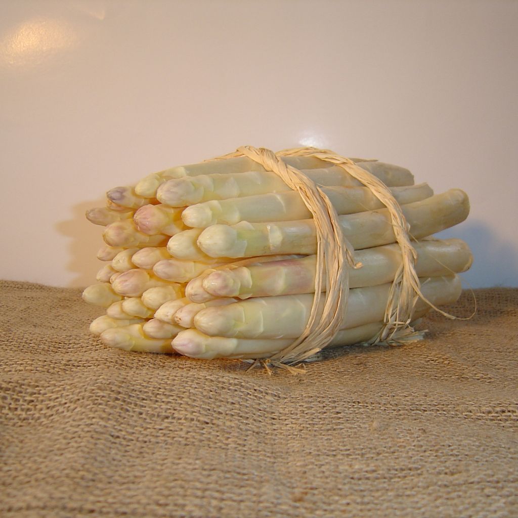 Argenteuil Asparagus - Asparagus officinalis