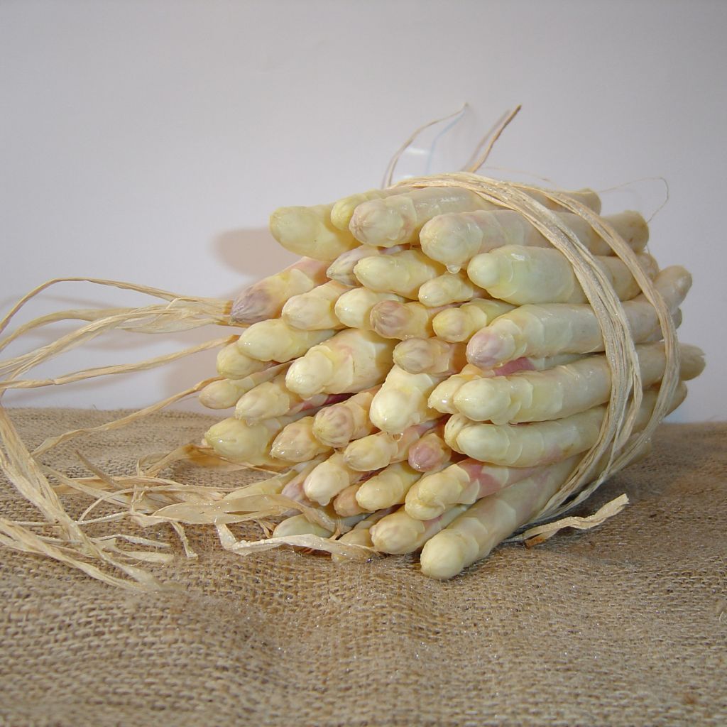 Emma Asparagus crowns - Asparagus officinalis