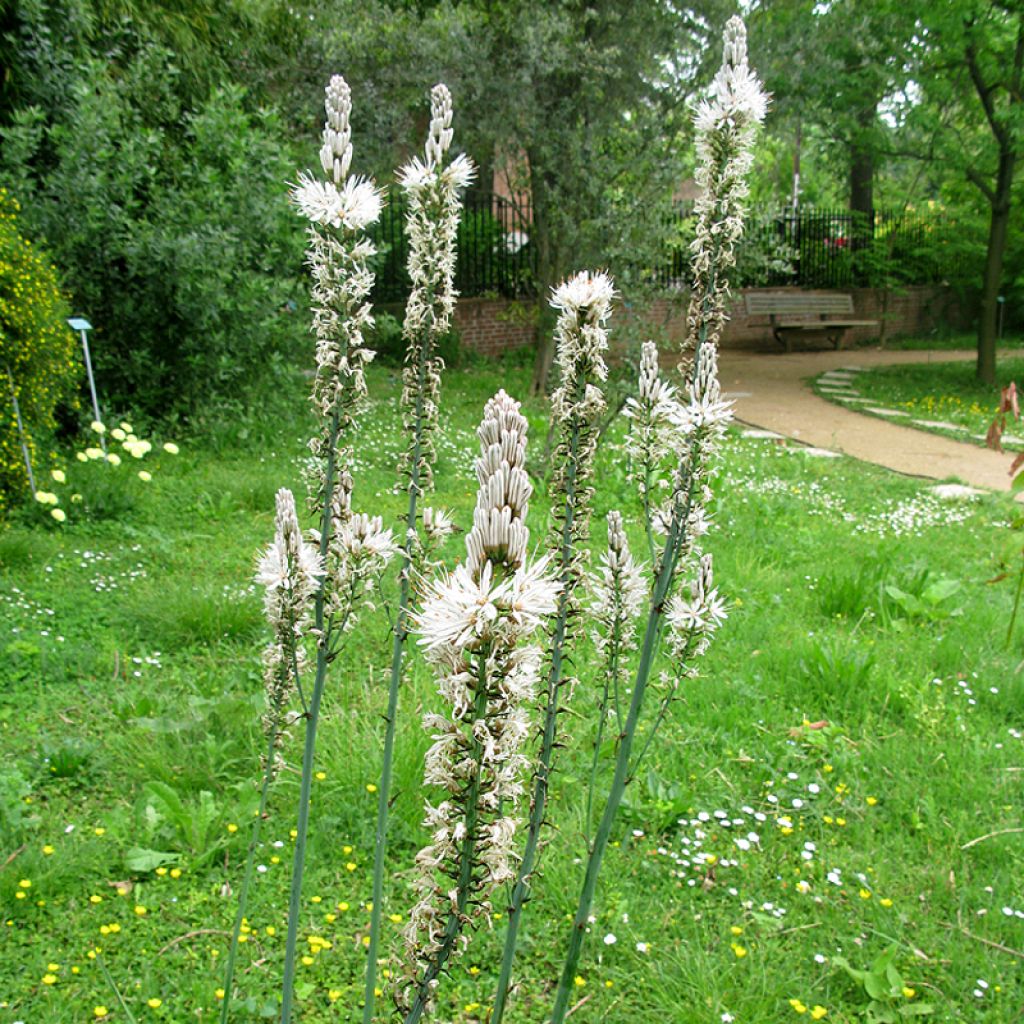 Asphodelus albus