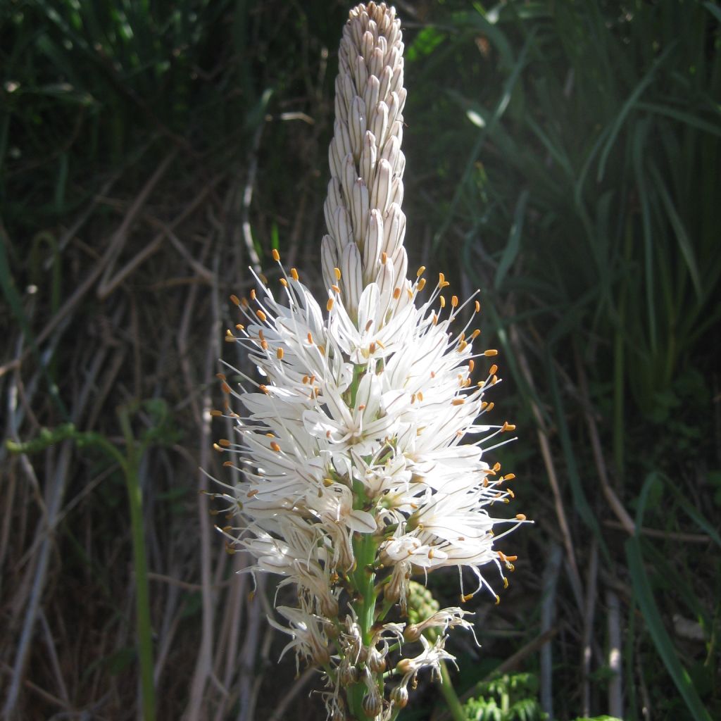 Asphodelus albus