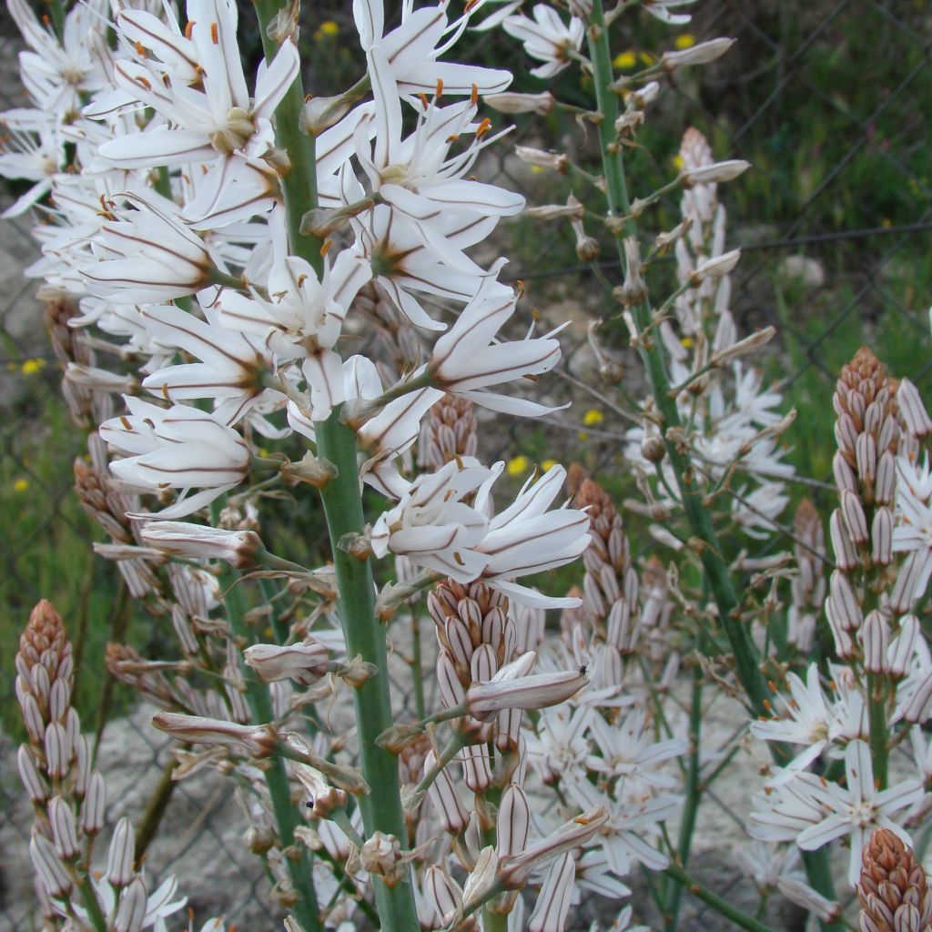 Asphodelus albus