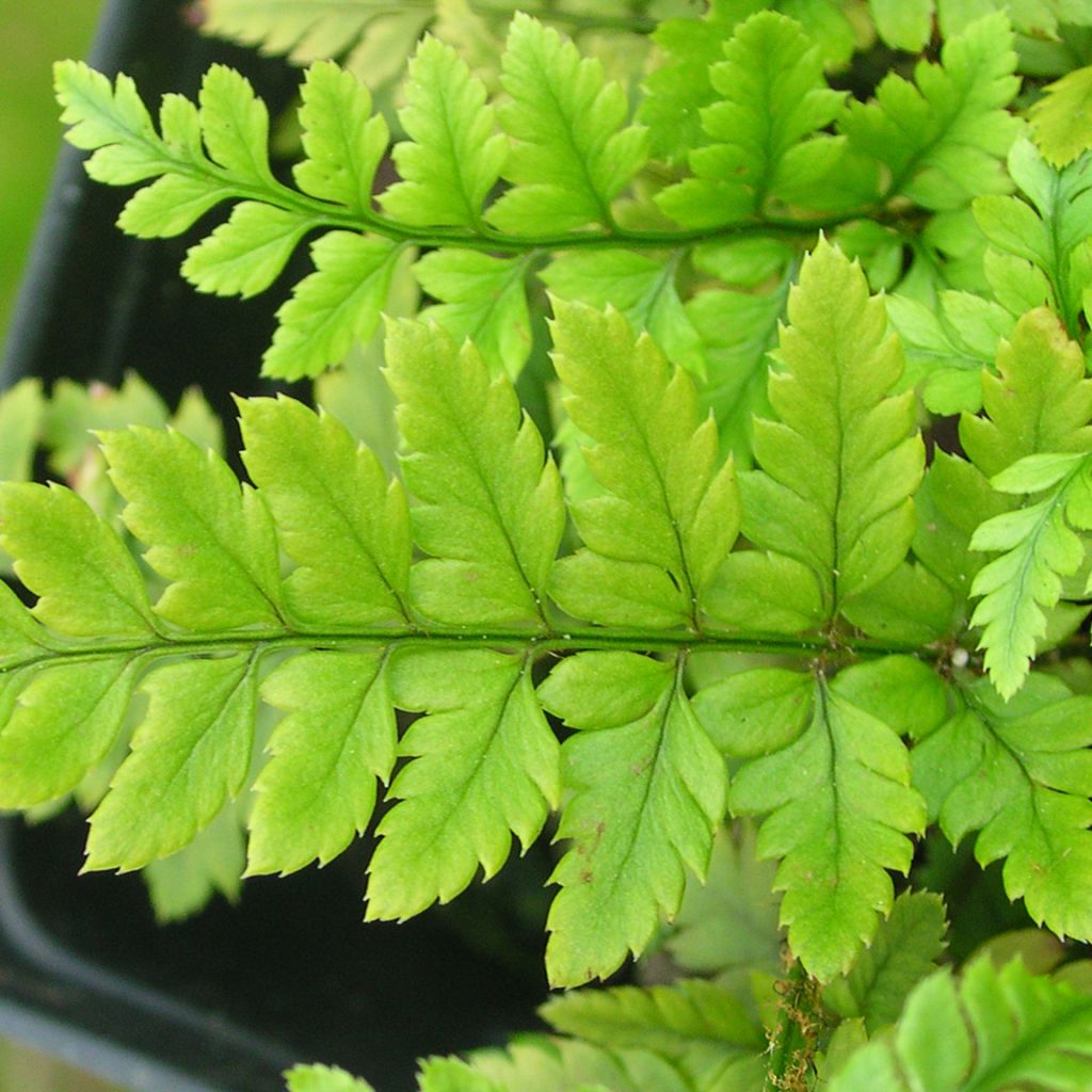 Polystichum tsus-simense - Korean Rock Fern
