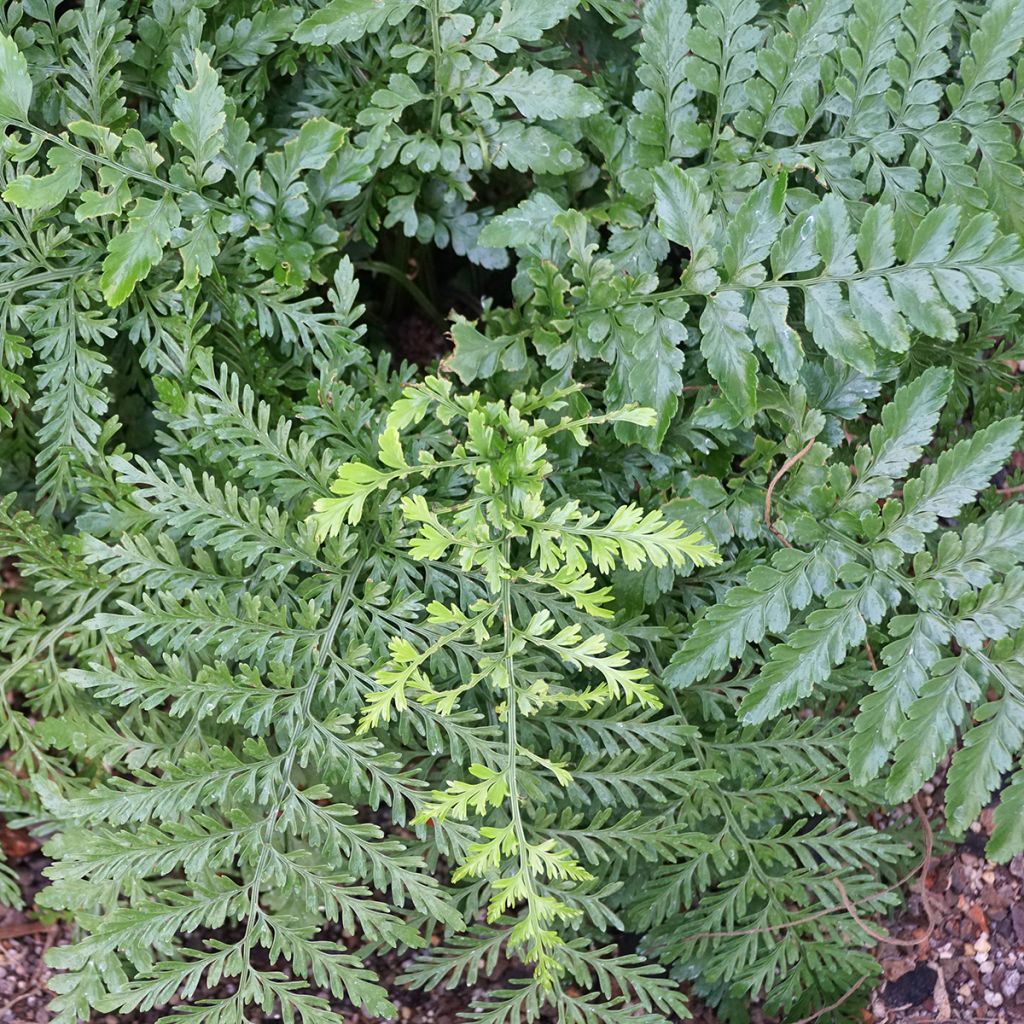Asplenium Parvati - Mother fern