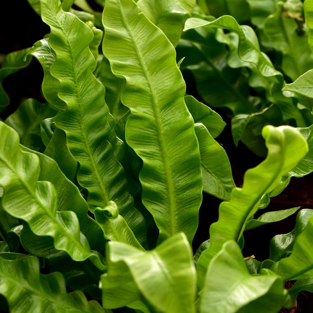 Asplenium nidus 'Crispy Wave' - Bird's nest fern, hart's tongue