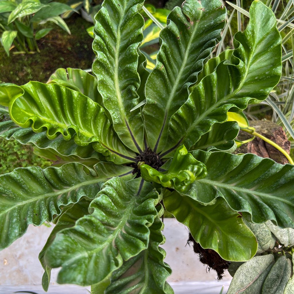 Asplenium nidus 'Crispy Wave' - Bird's nest fern, hart's tongue