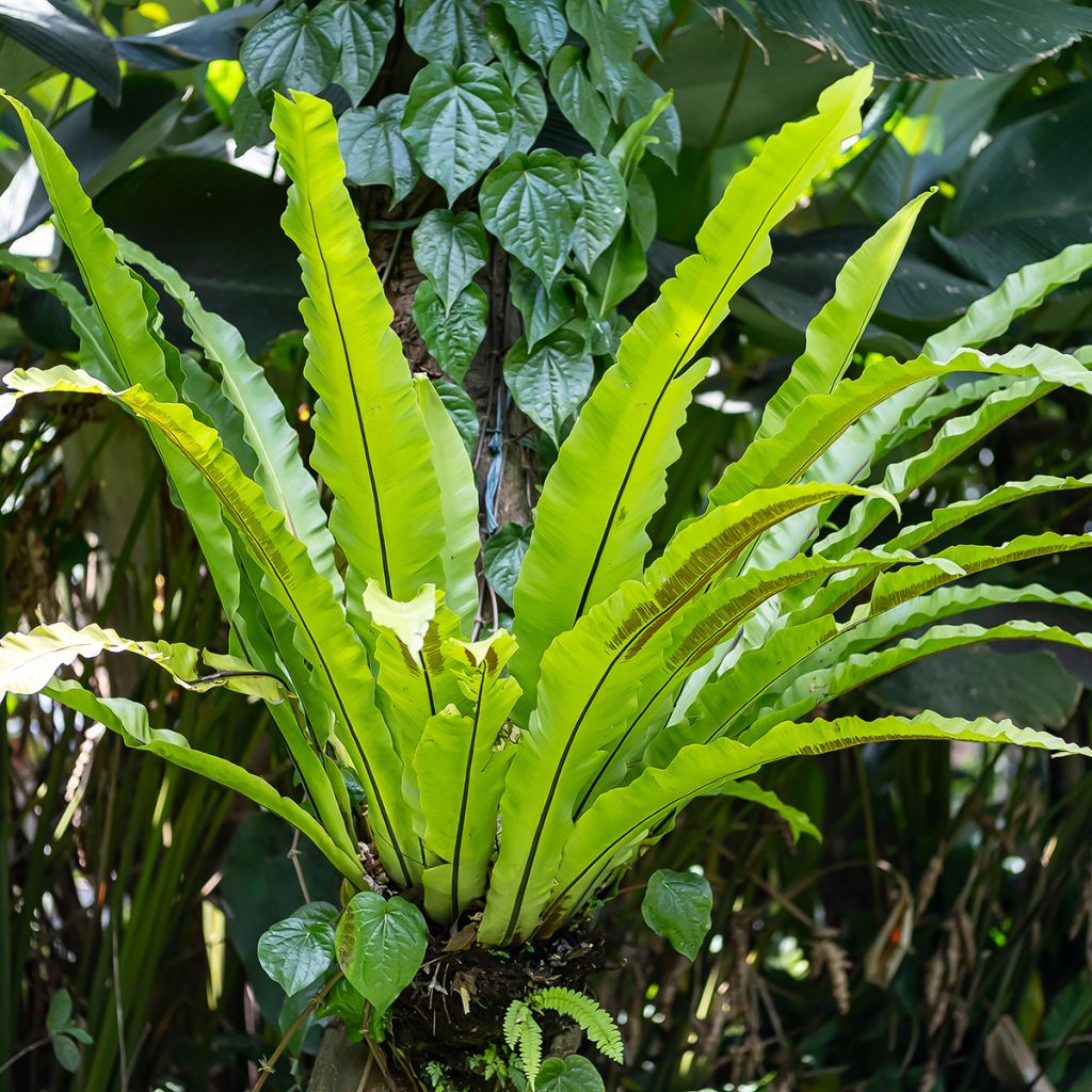 Asplenium nidus - Bird's nest fern