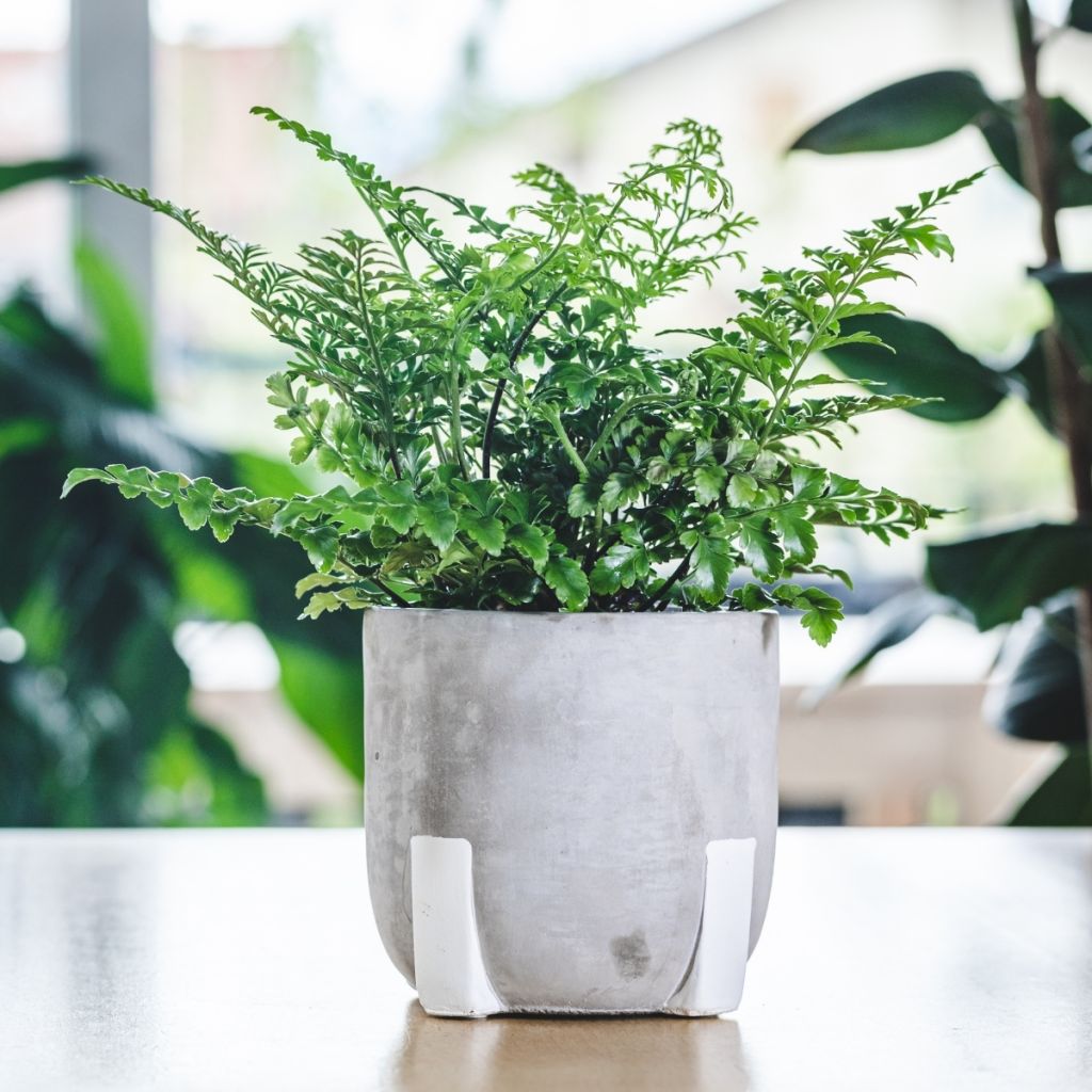 Asplenium Parvati - Mother fern