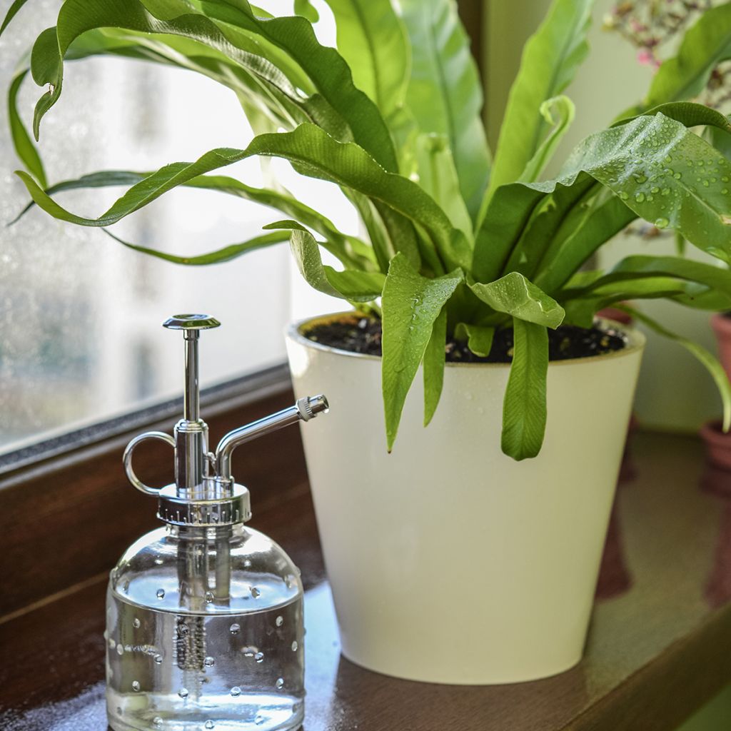 Asplenium nidus - Bird's nest fern