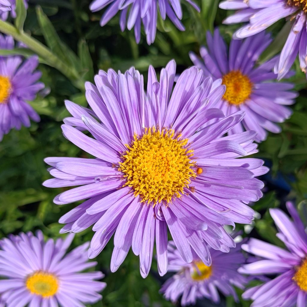 Aster alpinus Goliath