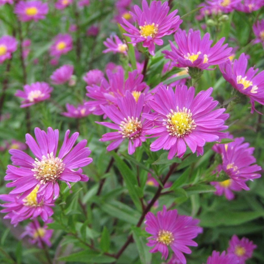 Aster novi-belgii Carmen