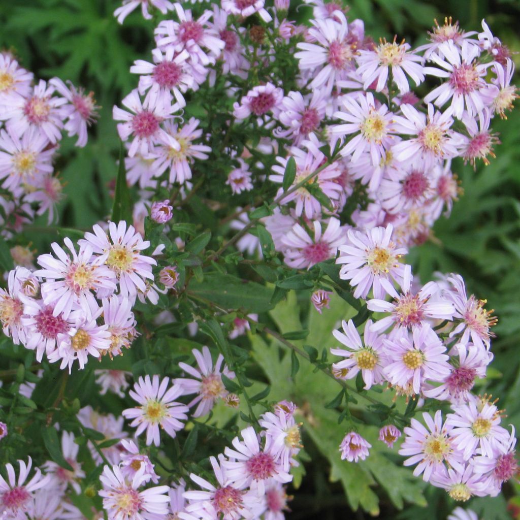 Aster lateriflorus Coombe Fishacre