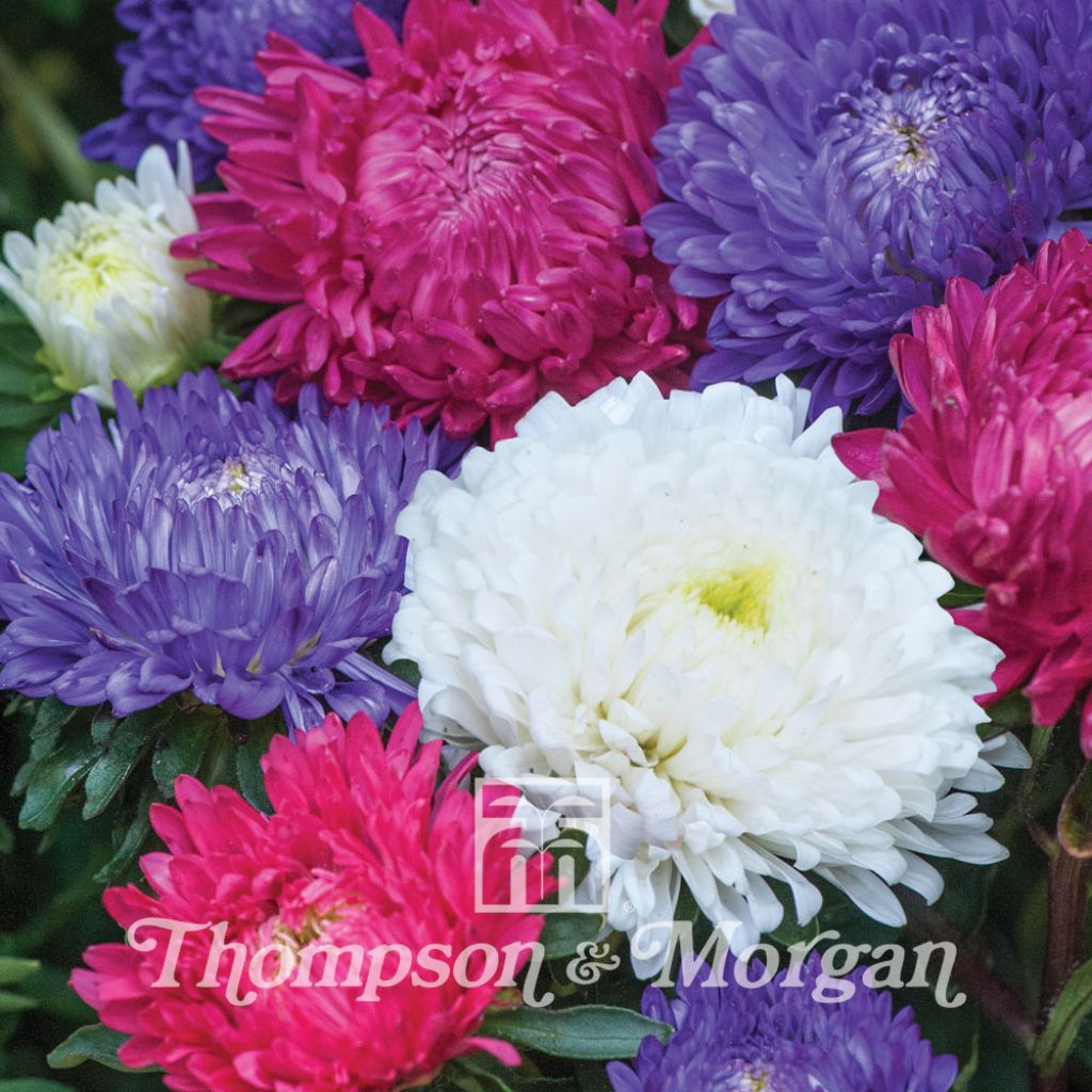 China aster Milady Mix Seeds