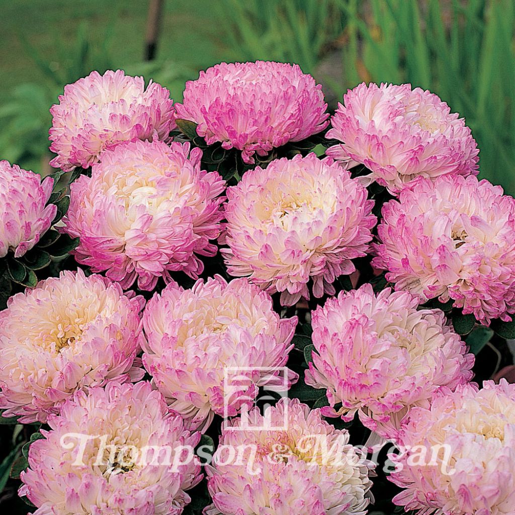 Pink Tower Marguerite Daisy seeds