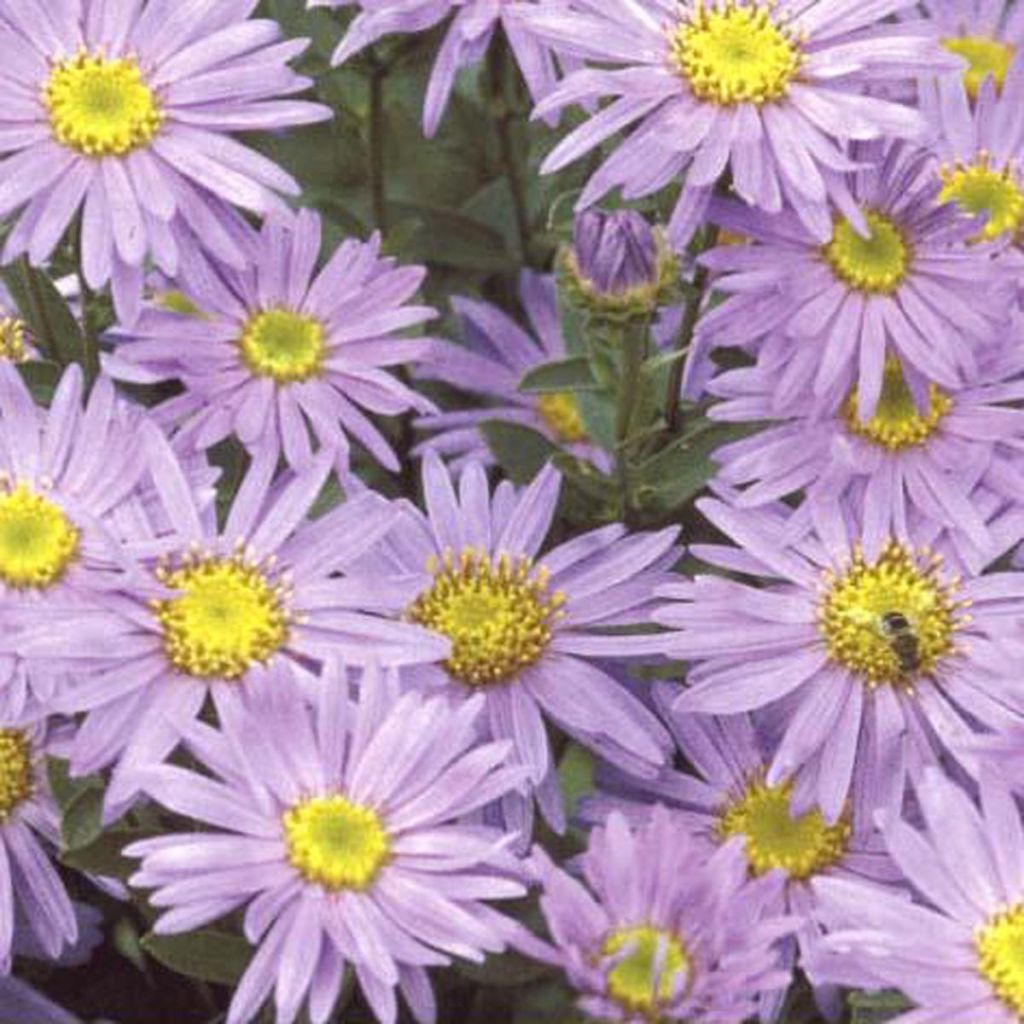 Aster amellus Grunder
