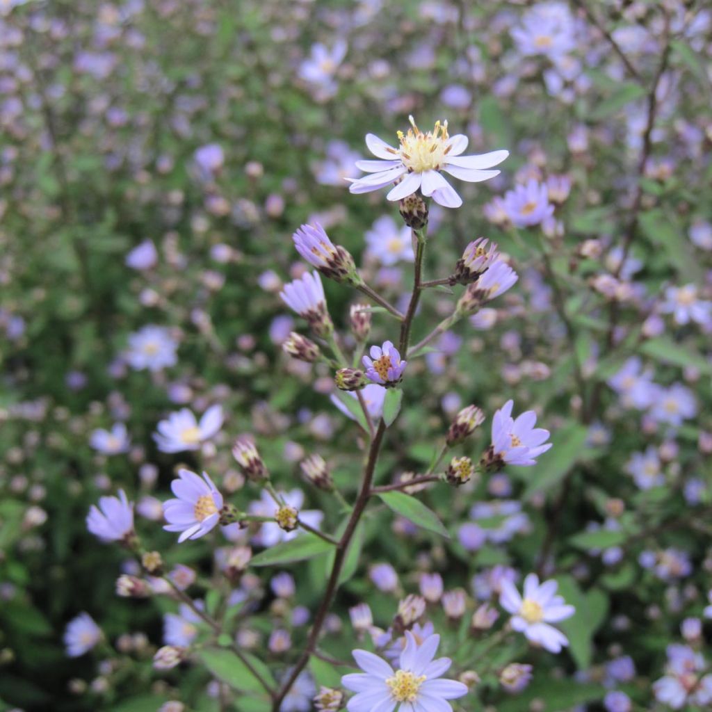 Aster cordifolius Blütenregen