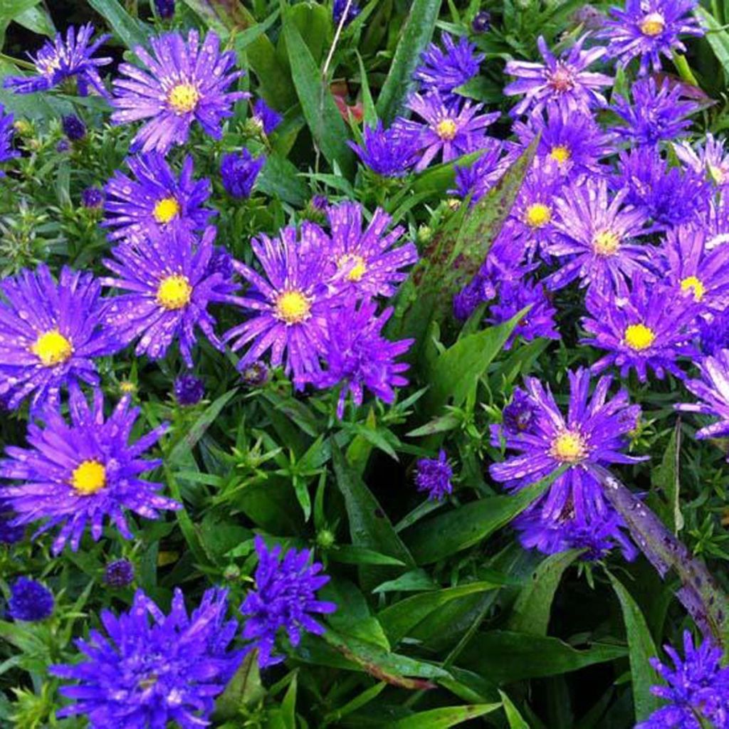Aster dumosus Augenweide