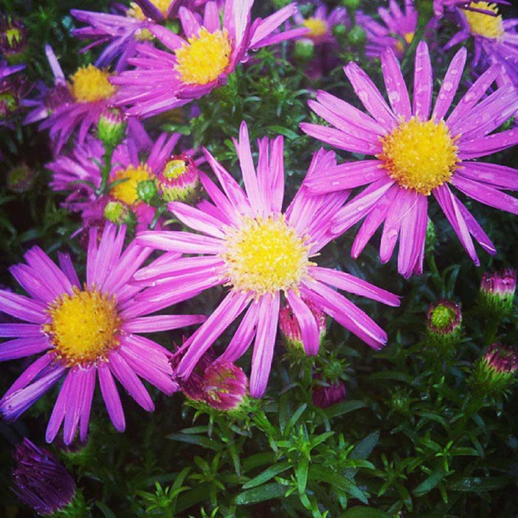 Aster dumosus Bahamas