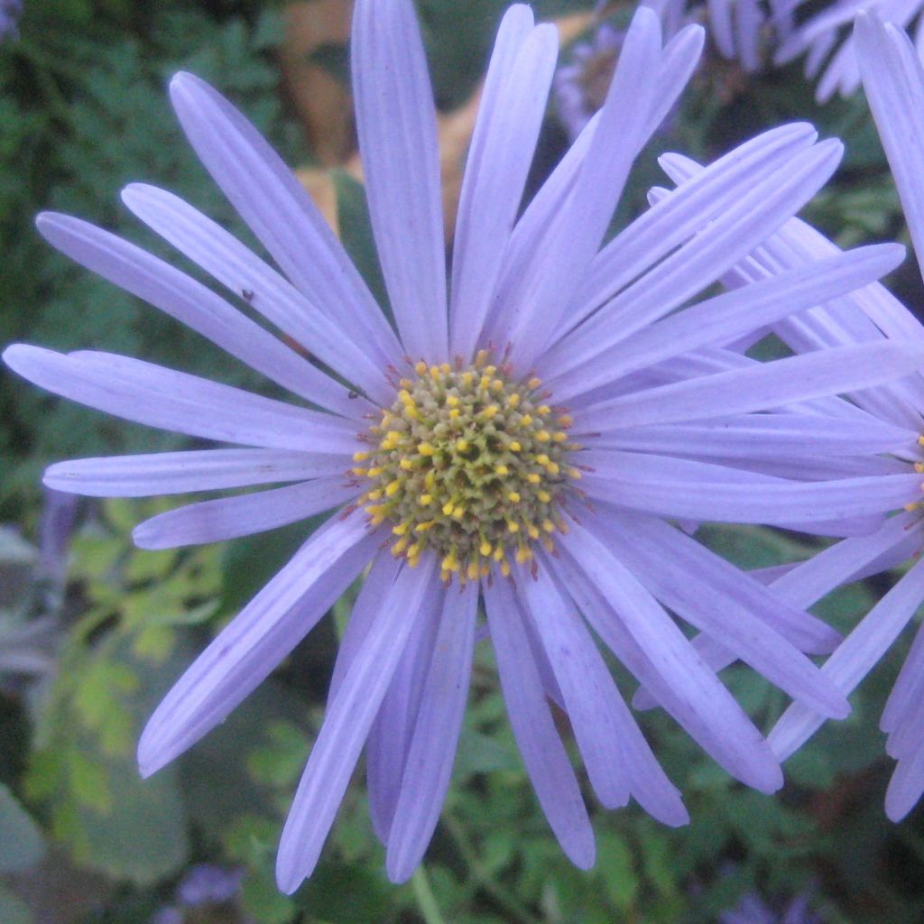 Aster frikartii Floras Delight