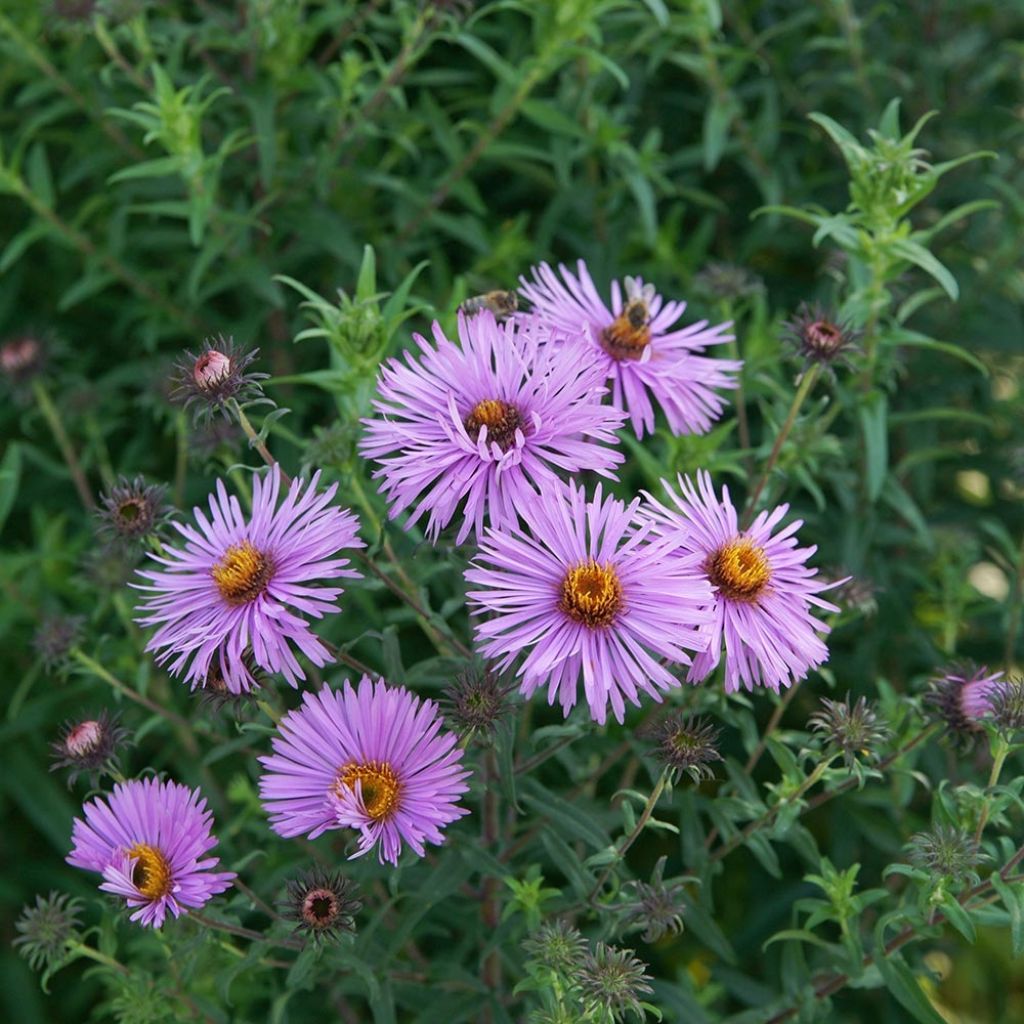 Aster novae-angliae Barrs Pink