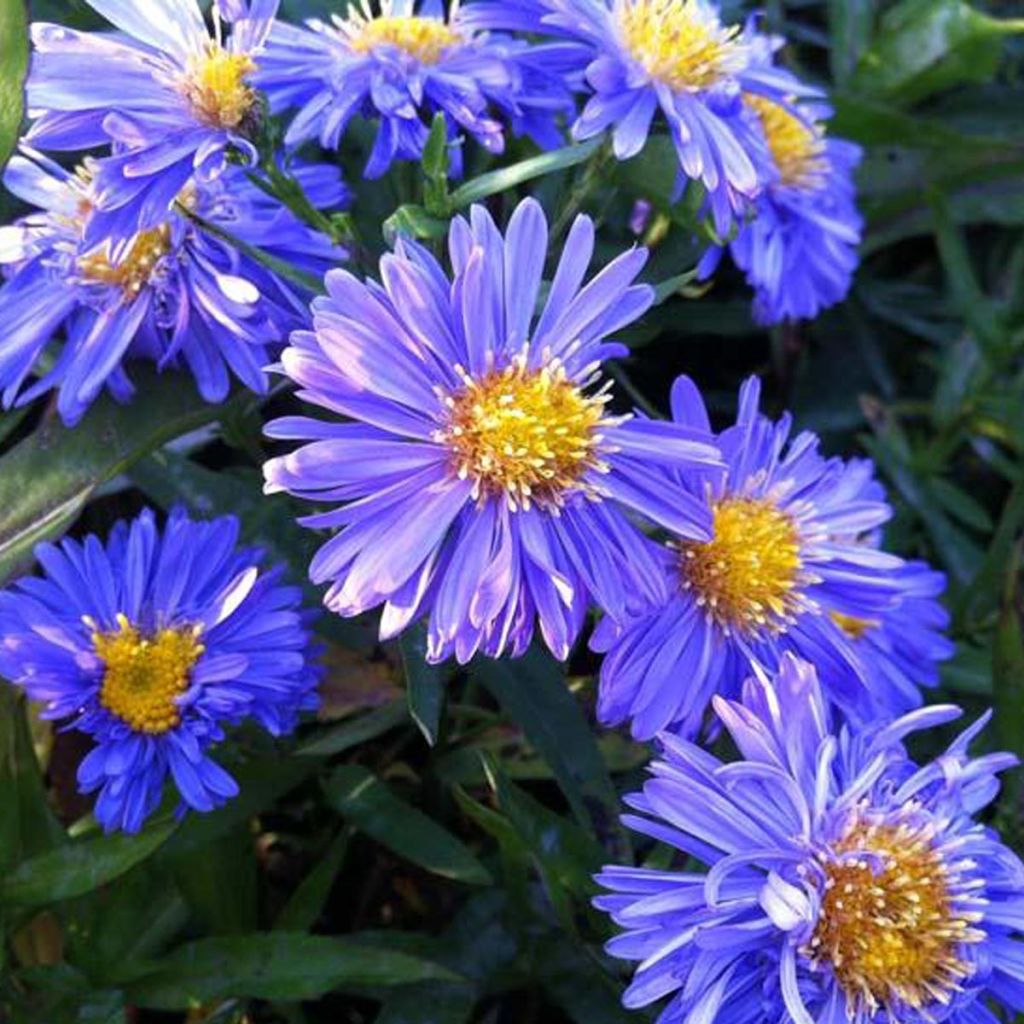 Aster novi-belgii Marie Ballard