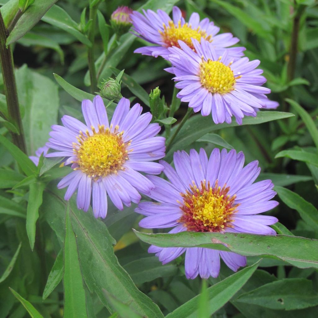 Aster novi-belgii Reitlingstal