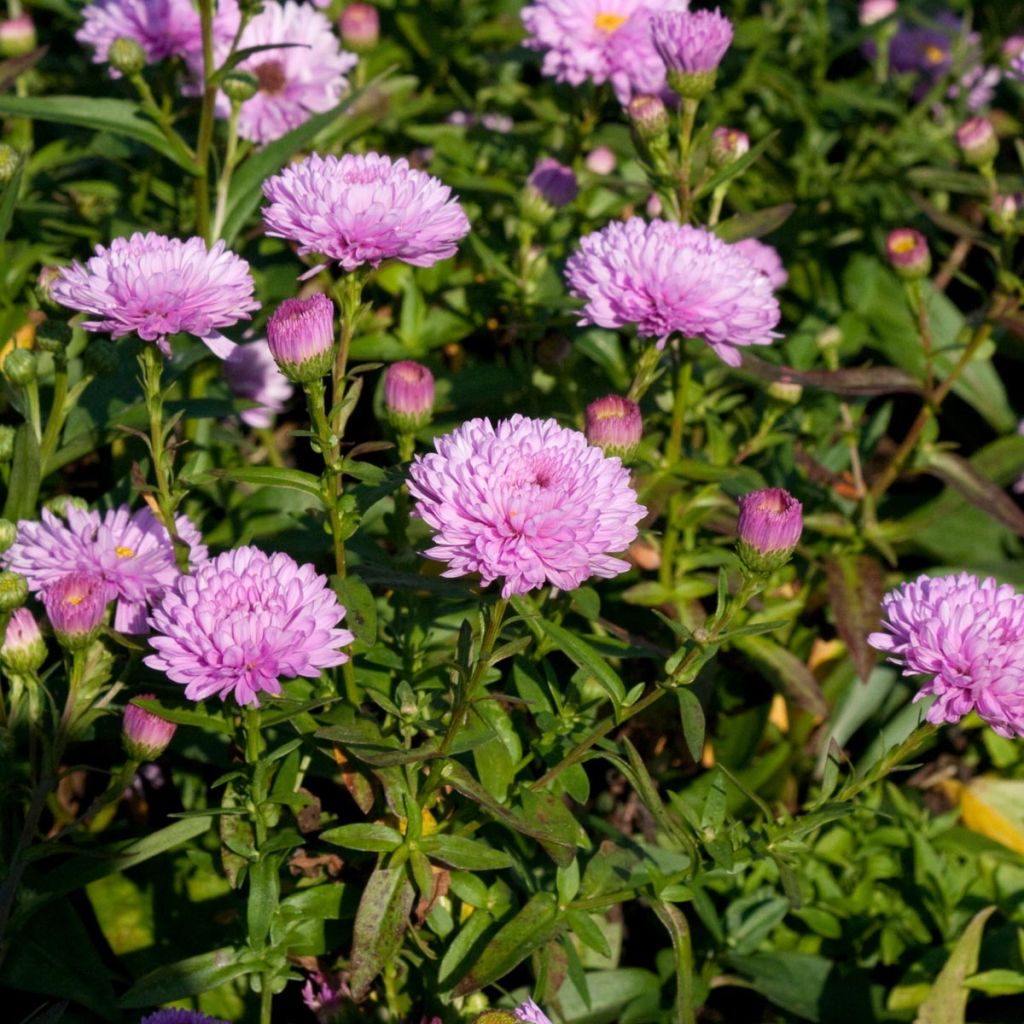 Aster novi-belgii Rosenpompom