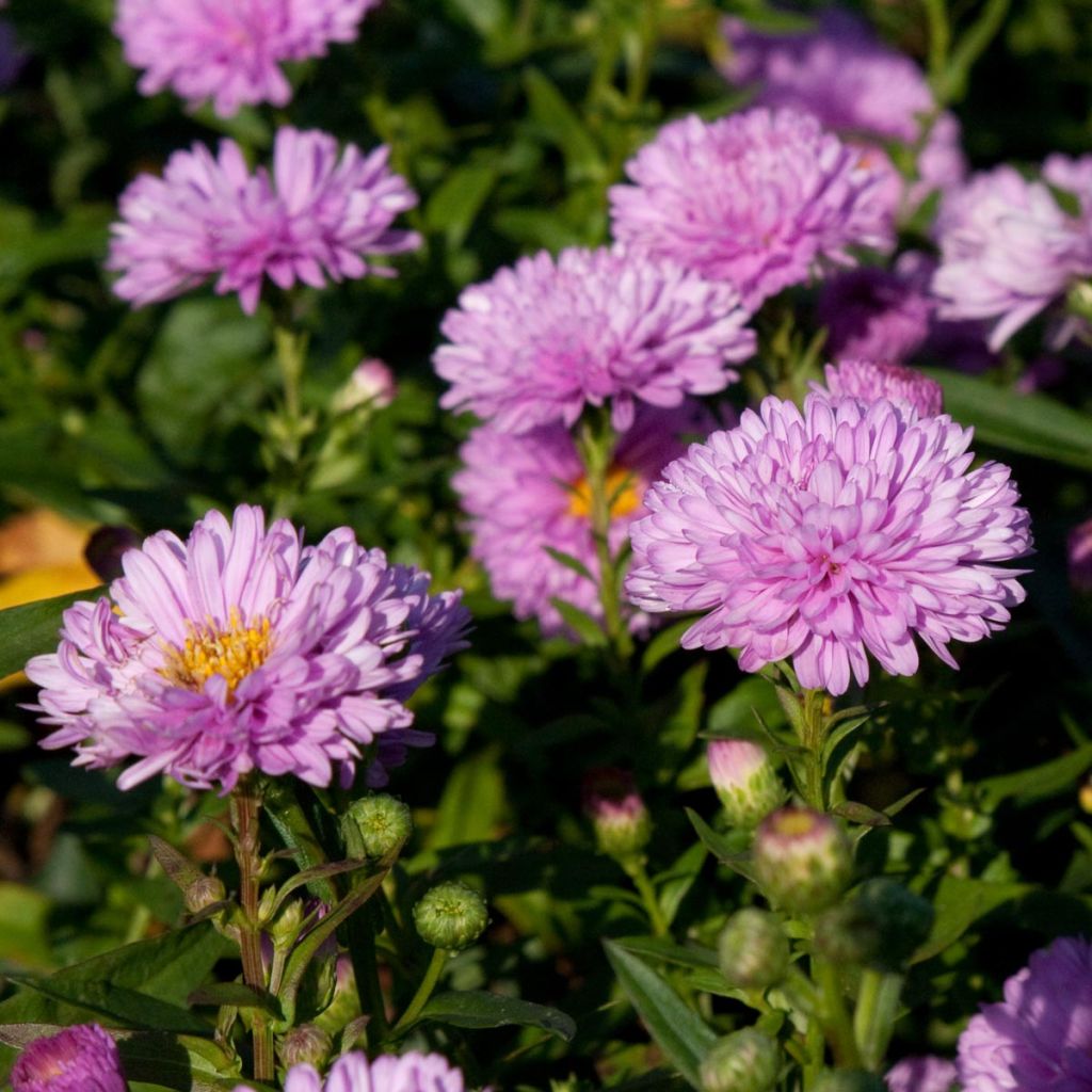 Aster novi-belgii Rosenpompom