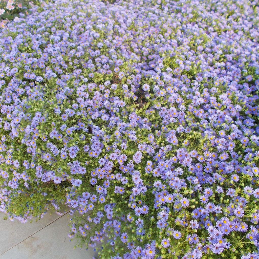 Aster oblongifolius October Skies