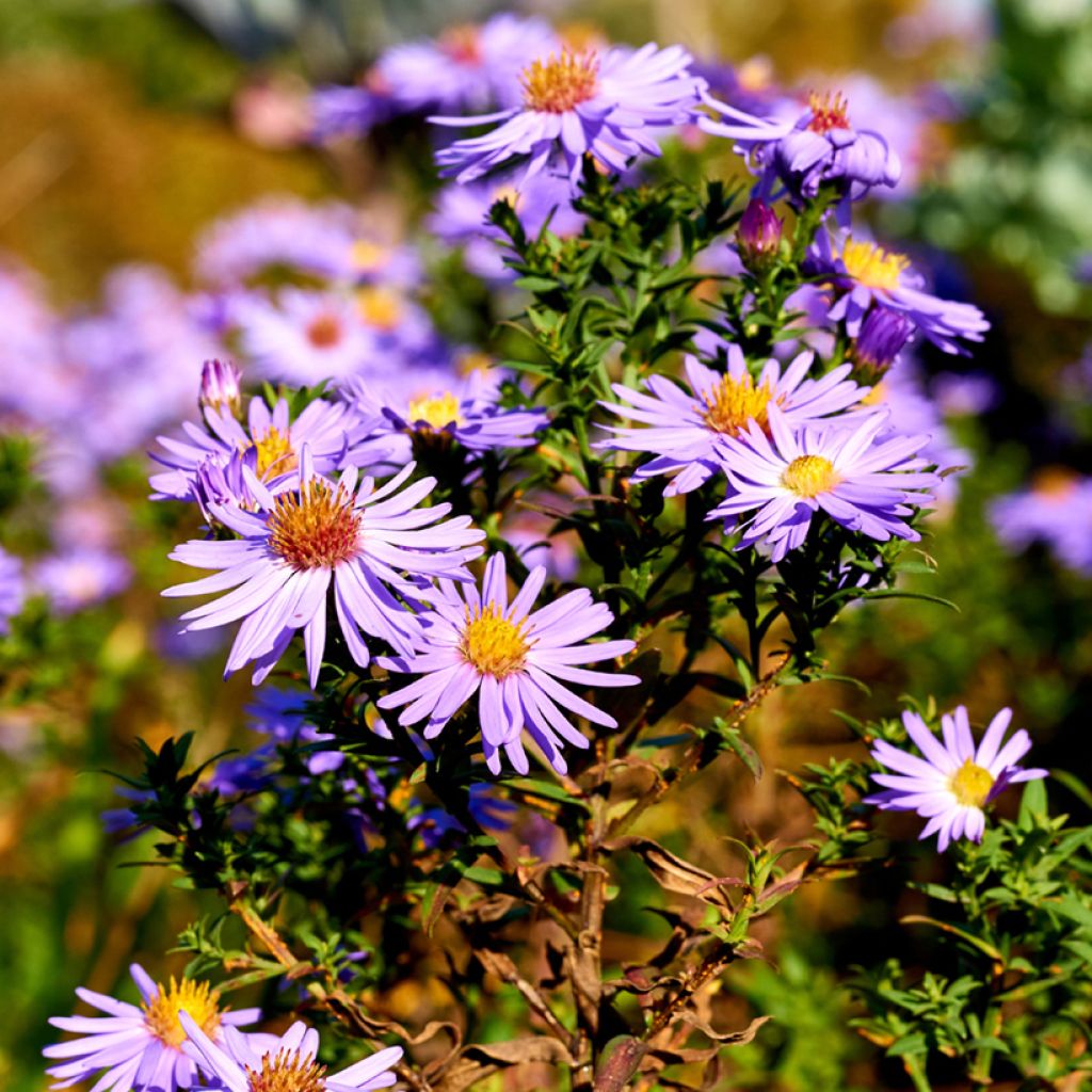 Aster oblongifolius October Skies