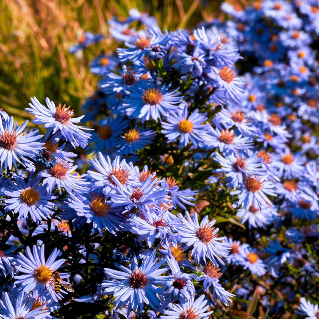 Aster oblongifolius October Skies