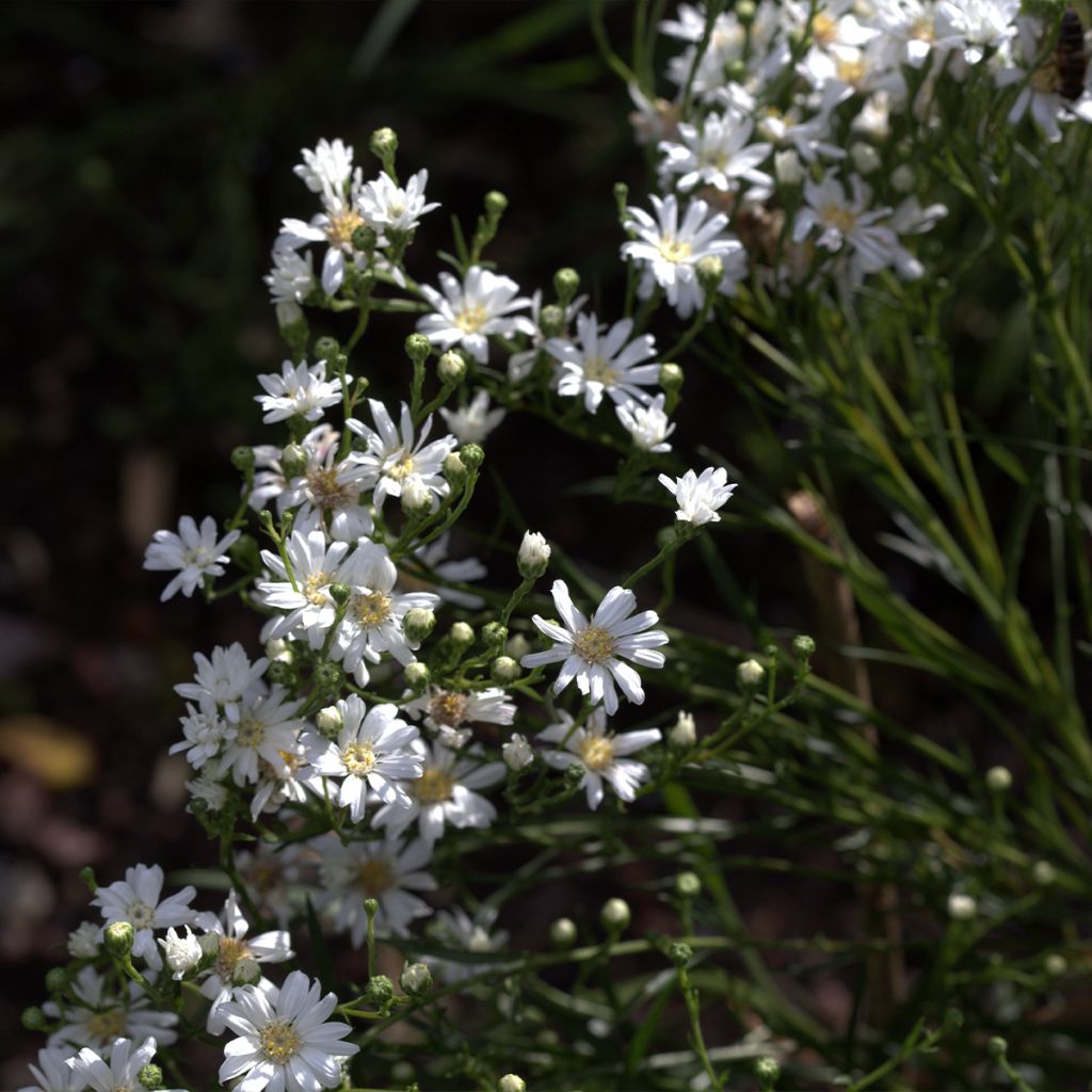 Aster ptarmicoides