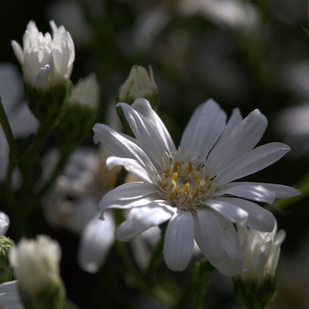 Aster ptarmicoides