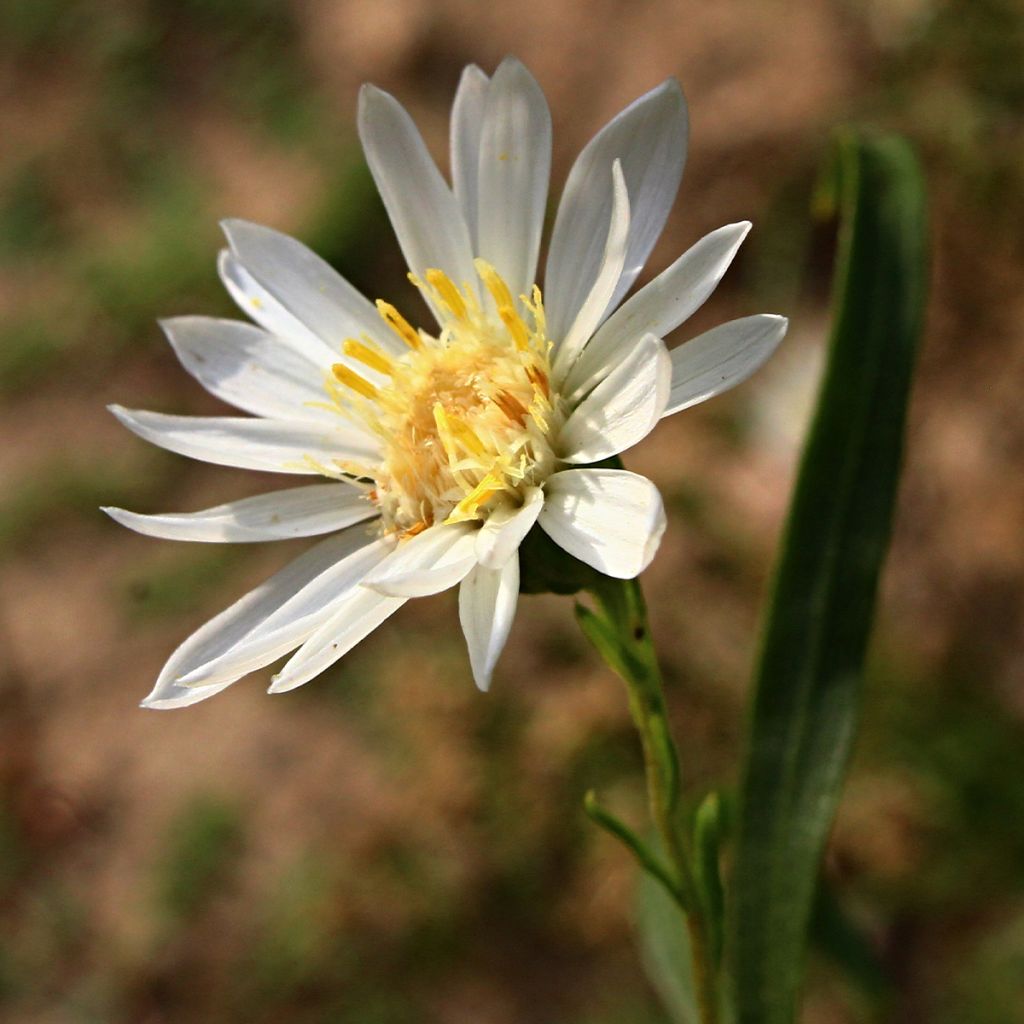 Aster ptarmicoides