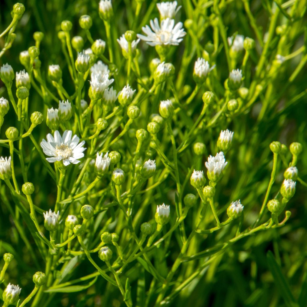 Aster ptarmicoides