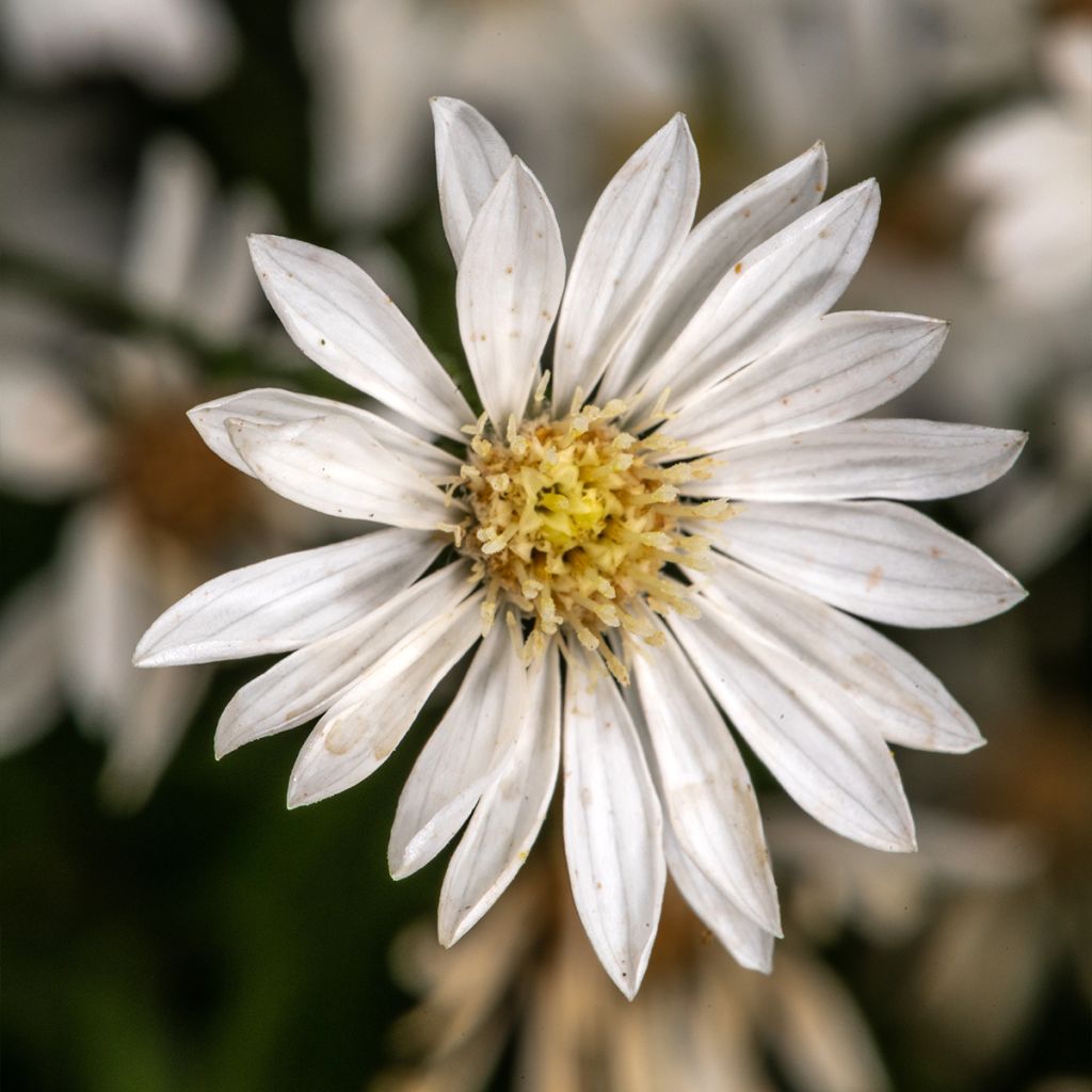 Aster ptarmicoides