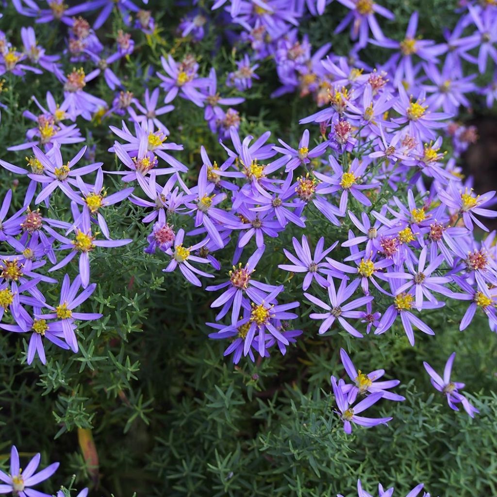 Aster sedifolius Nanus