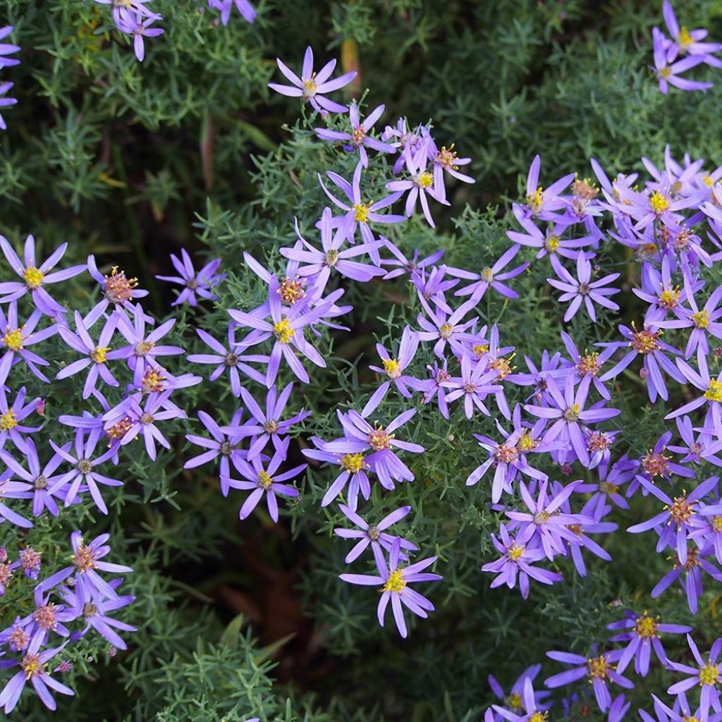 Aster sedifolius Nanus