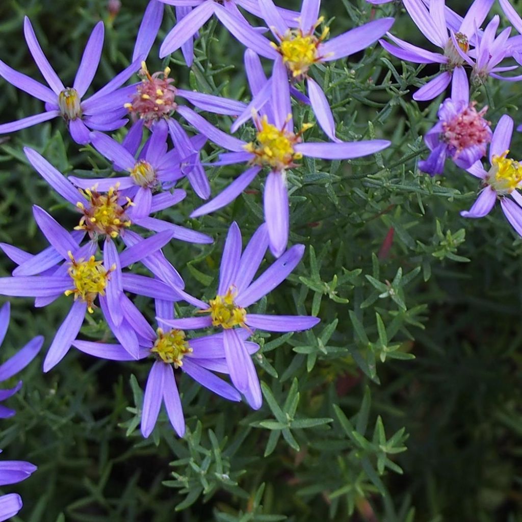 Aster sedifolius Nanus