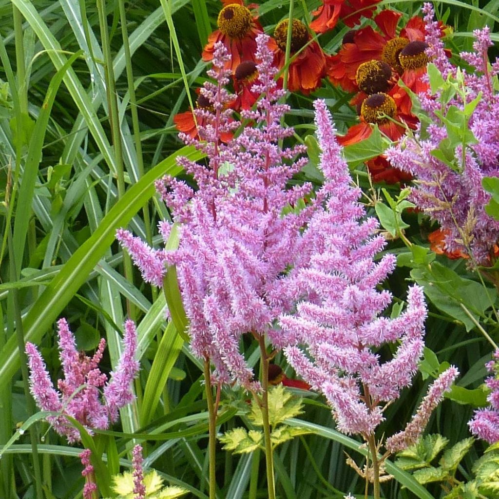 Astilbe Color Flash Lime