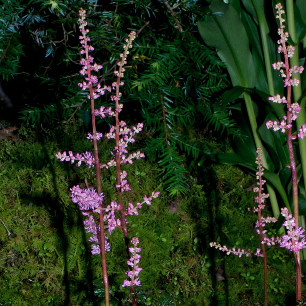 Astilbe x crispa Perkeo