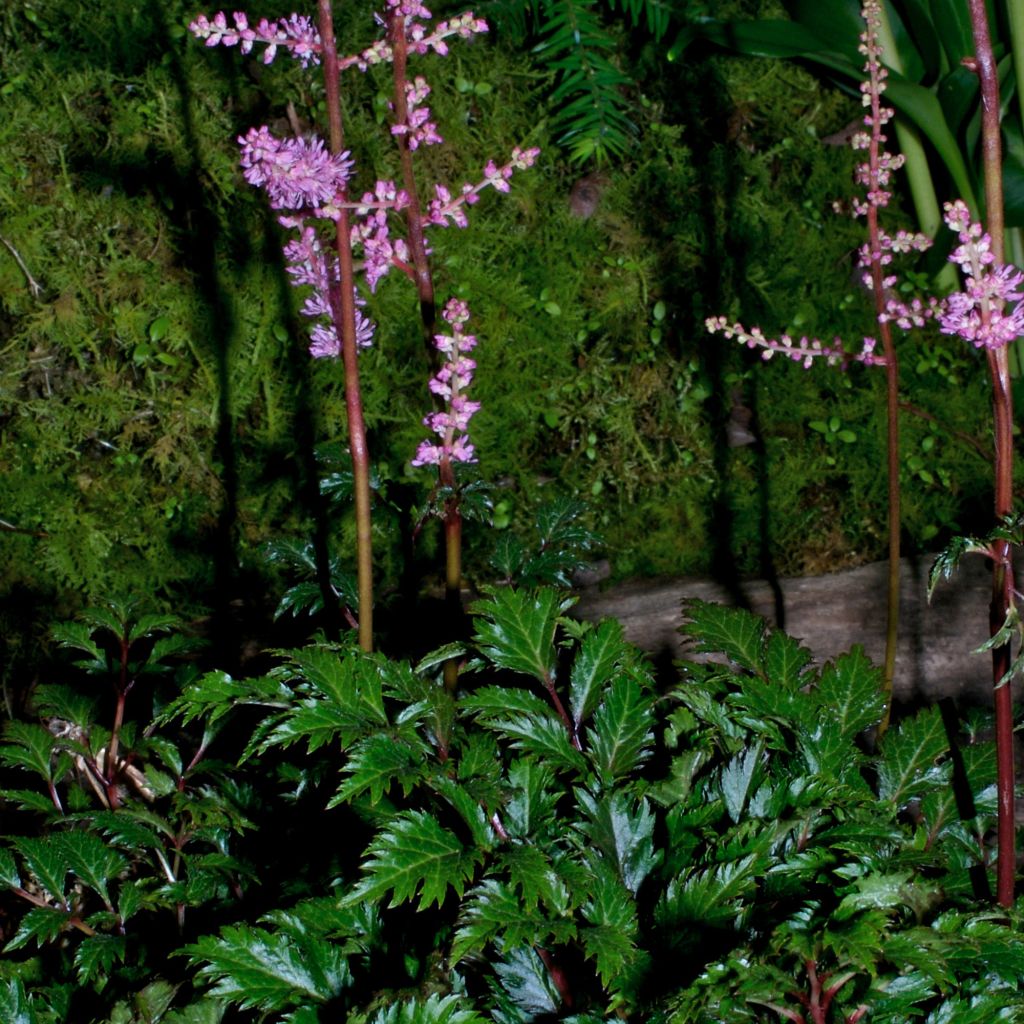 Astilbe x crispa Perkeo