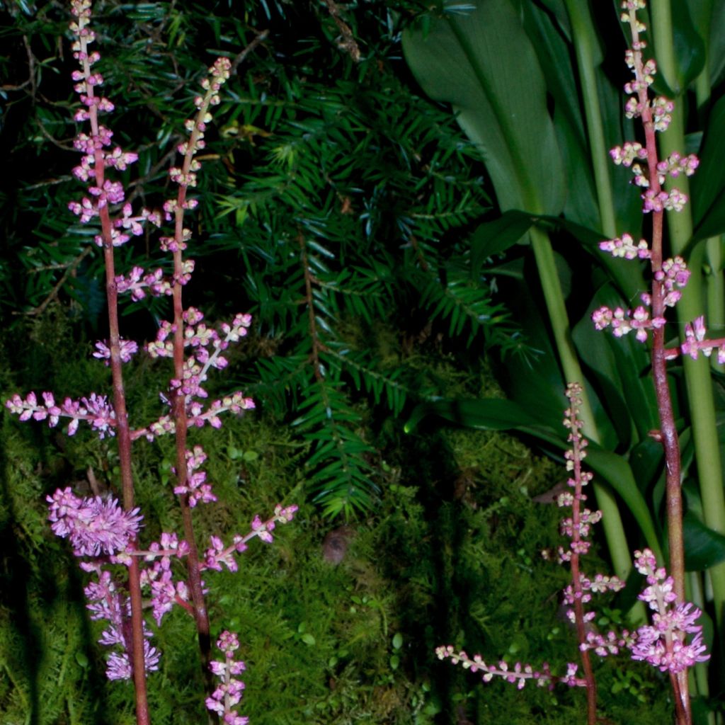 Astilbe x crispa Perkeo