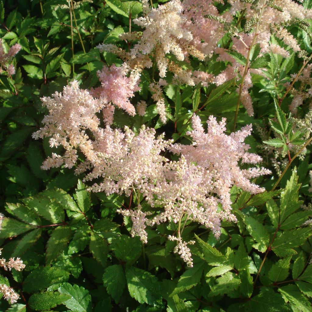 Astilbe Pink Lightning -  - False Spirea