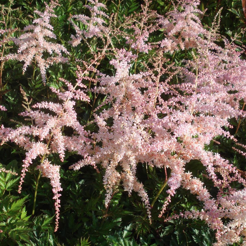 Astilbe Pink Lightning -  - False Spirea