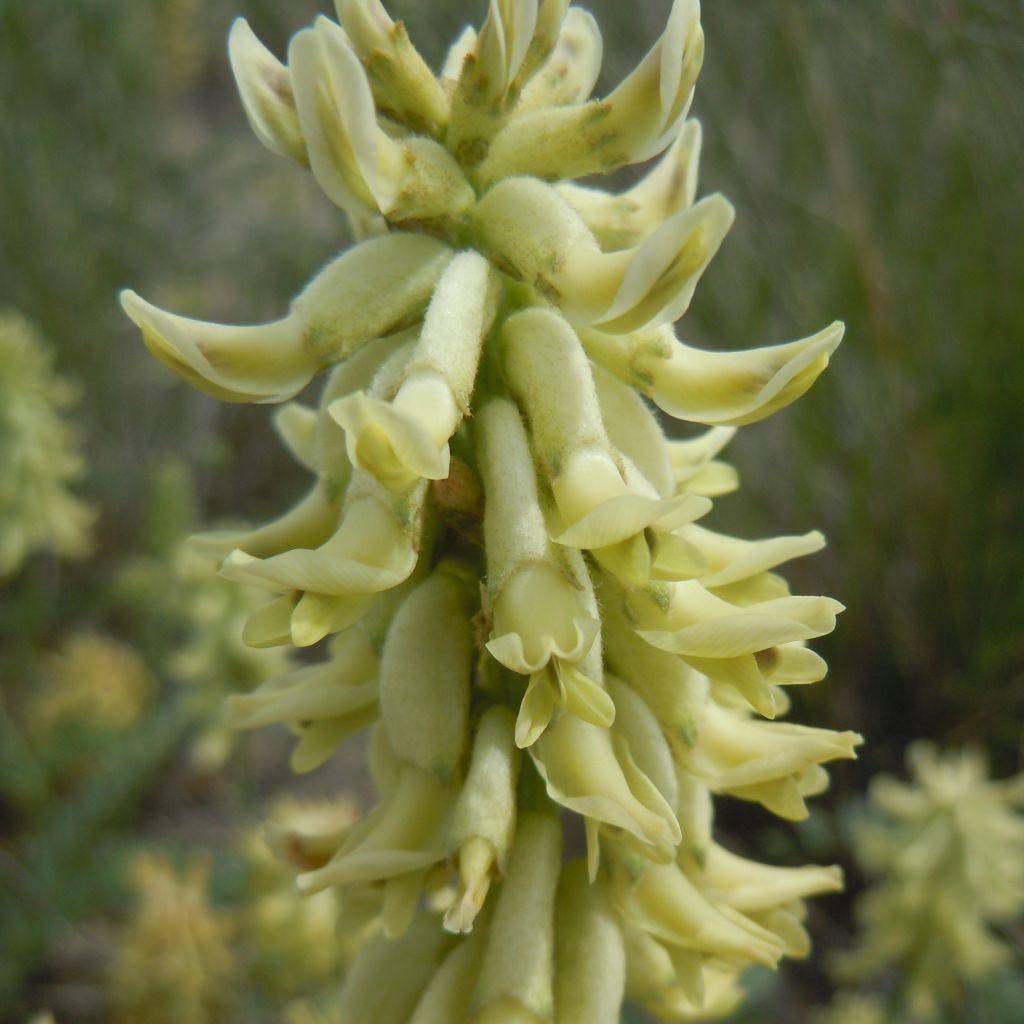 Astragalus canadensis - Canadian Milkvetch