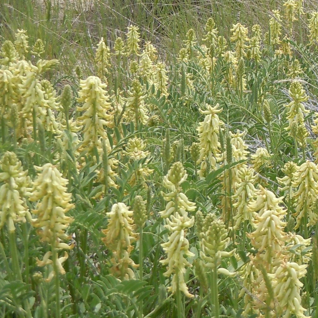Astragalus canadensis - Canadian Milkvetch
