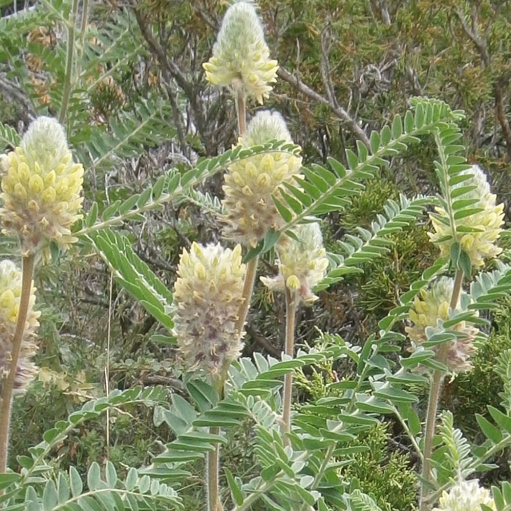 Astragalus centralpinus - Milkvetch