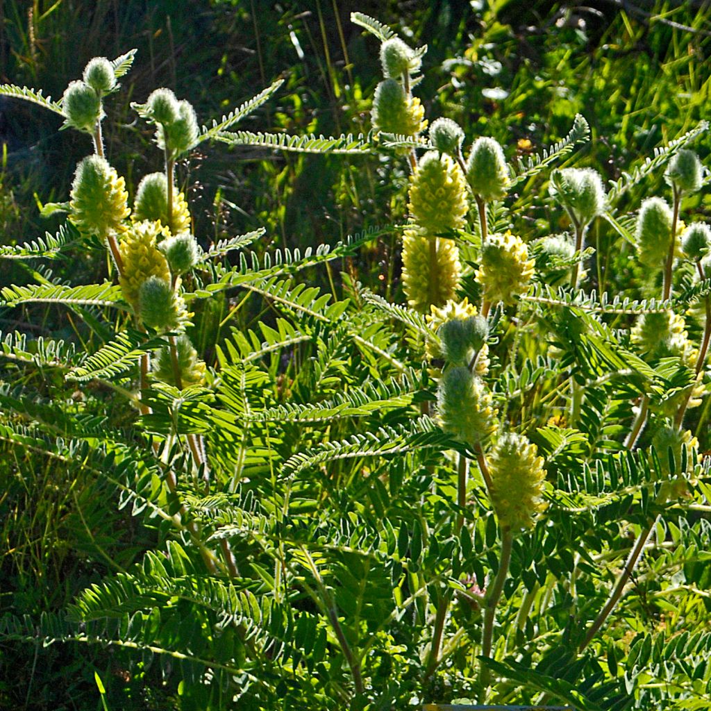Astragalus centralpinus - Milkvetch