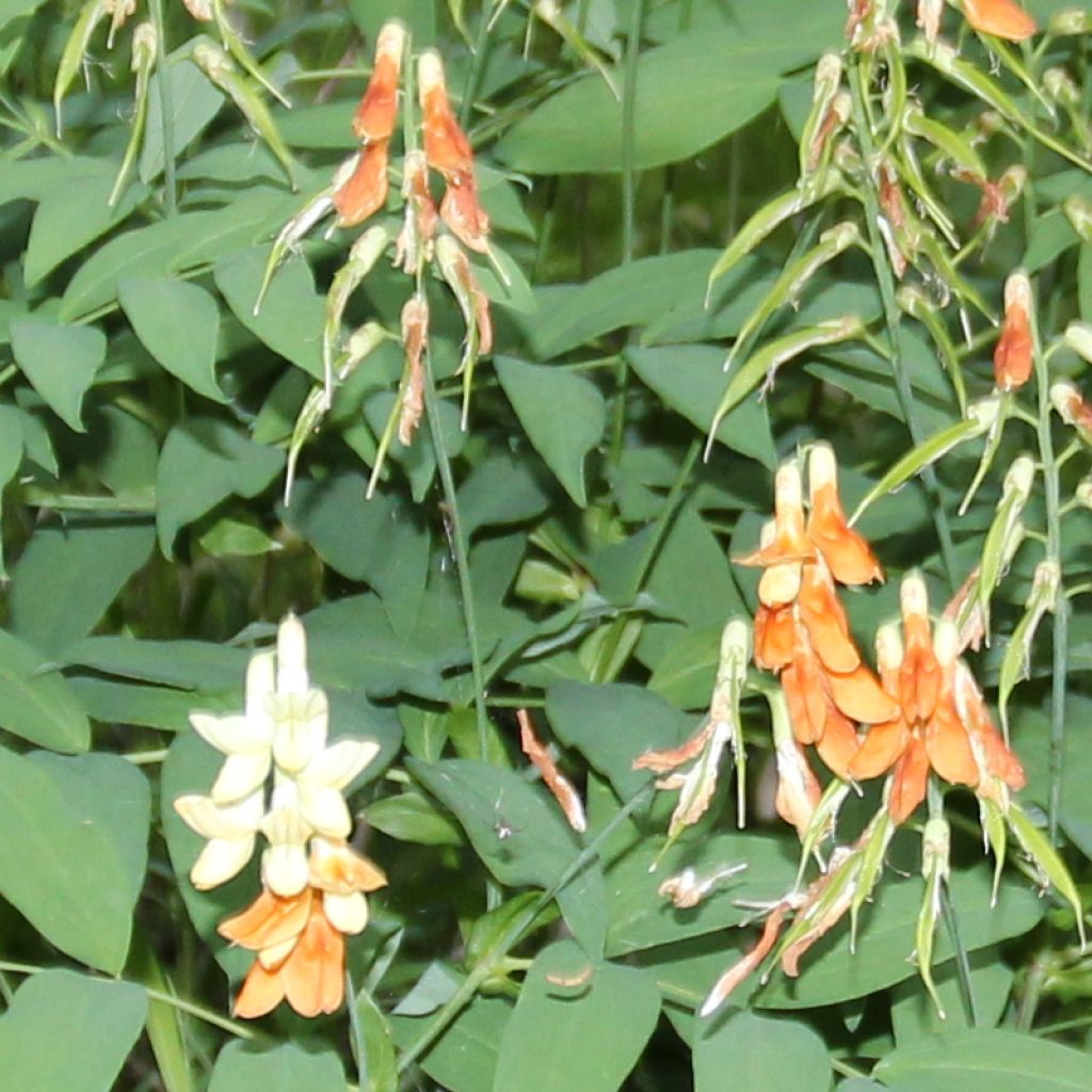 Astragalus glycyphyllos - Milkvetch